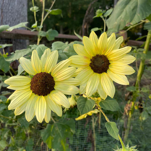 5 Things To Remember When Starting Your Garden